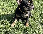 Собаки в Перми: Французский бульдог щенок Девочка, 60 000 руб. - фото 2