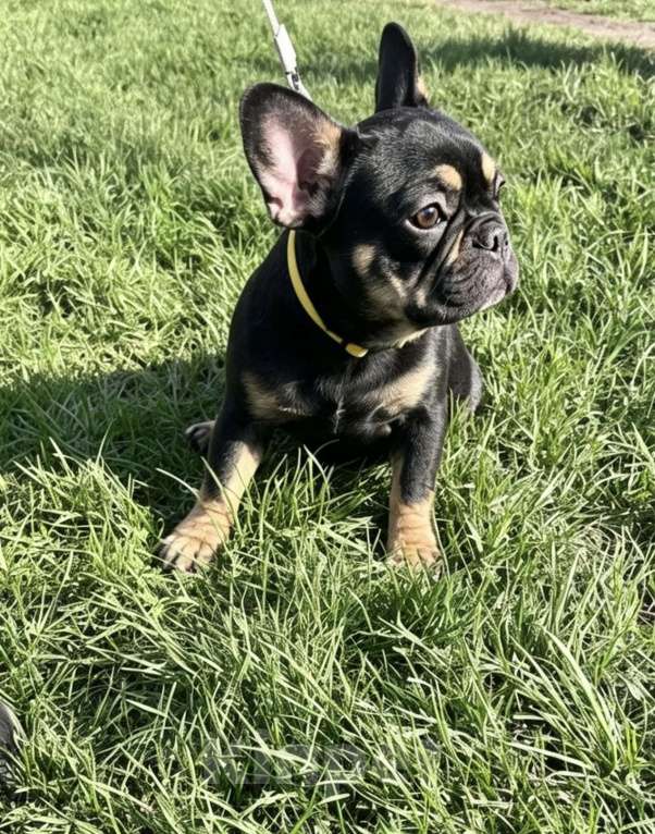 Собаки в Перми: Французский бульдог щенок Девочка, 60 000 руб. - фото 2