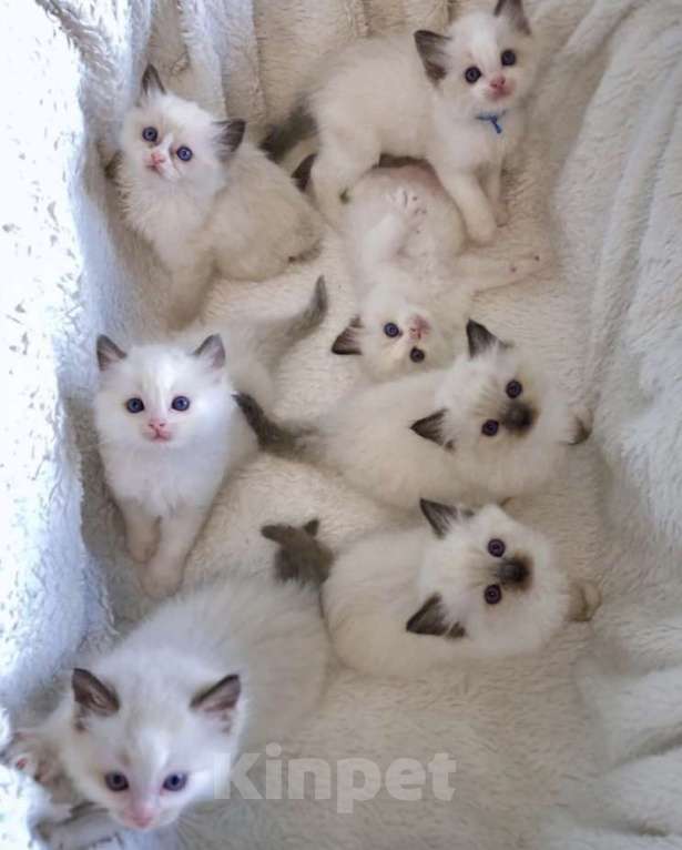 Кошки в Москве: Милашки Рэгдолл Девочка, 50 000 руб. - фото 1