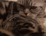 Кошки в Волгограде: В добрые руки шотладская прямоухая Девочка, Бесплатно - фото 2