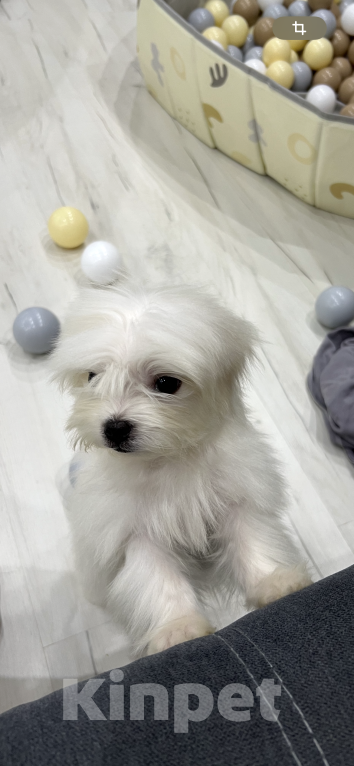 Собаки в Вологде: Мальтийская болонка, щенок Мальчик, 75 000 руб. - фото 2