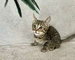 Кошки в Санкт-Петербурге: Ищем дом спасенных  с улицы котят! 🐾 Мальчик, Бесплатно - фото 1