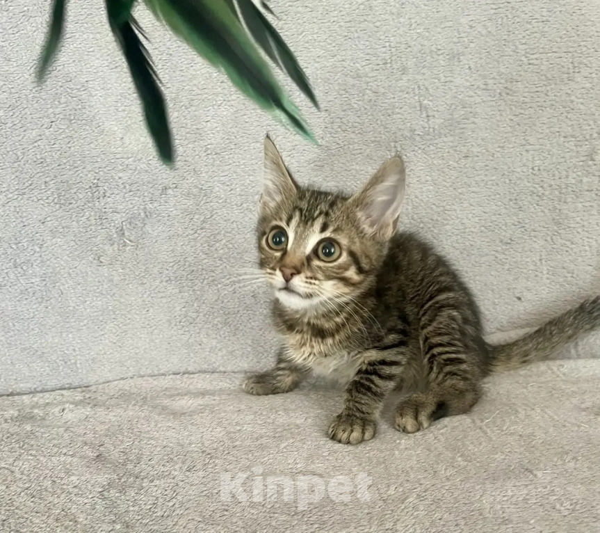 Кошки в Санкт-Петербурге: Ищем дом спасенных  с улицы котят! 🐾 Мальчик, Бесплатно - фото 1