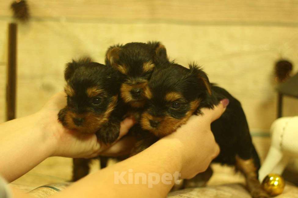 Собаки в Новосибирске: Девочка, лапушка.  Девочка, 40 000 руб. - фото 1