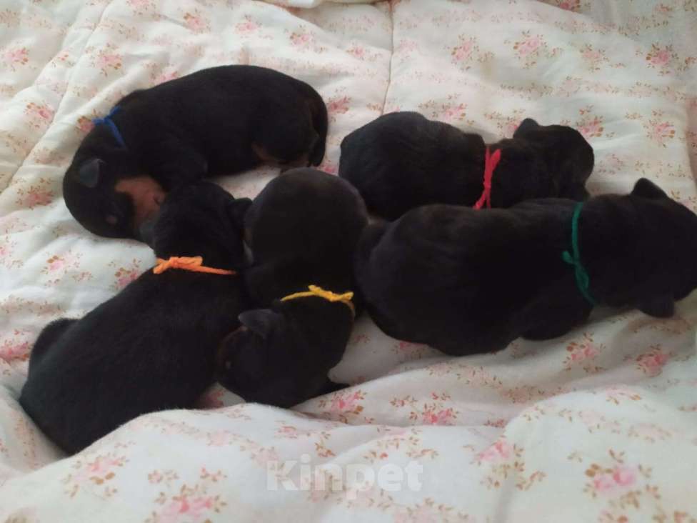 Собаки в Санкт-Петербурге: Щенки цвергпинчер Мальчик, 21 000 руб. - фото 6