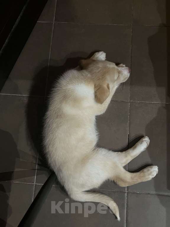 Собаки в Ростове-на-Дону: В добрые руки Мальчик, Бесплатно - фото 1