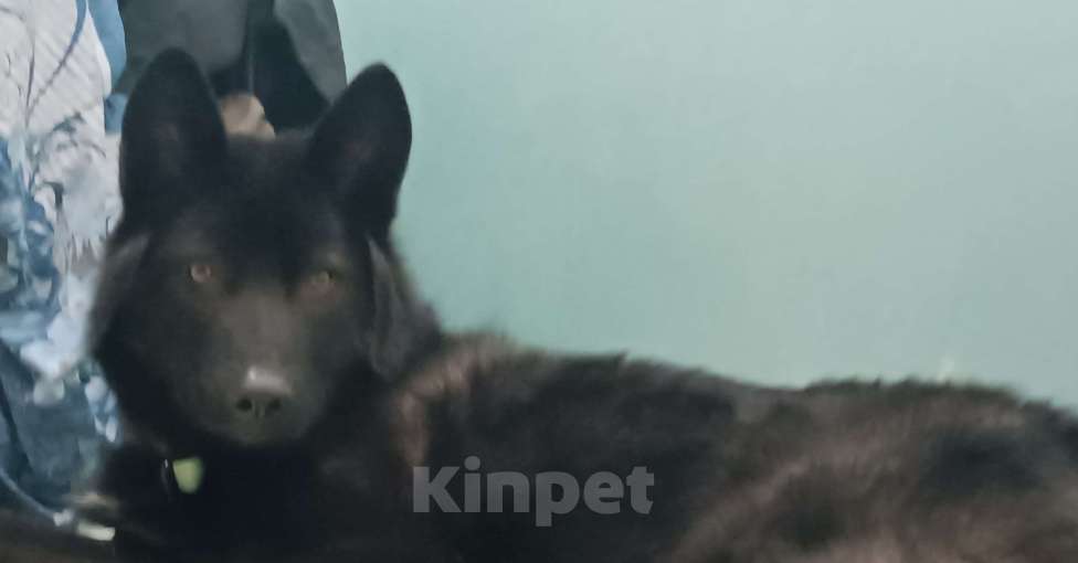 Собаки в Москве: Отдам лакского энеджайзера Мальчик, Бесплатно - фото 1