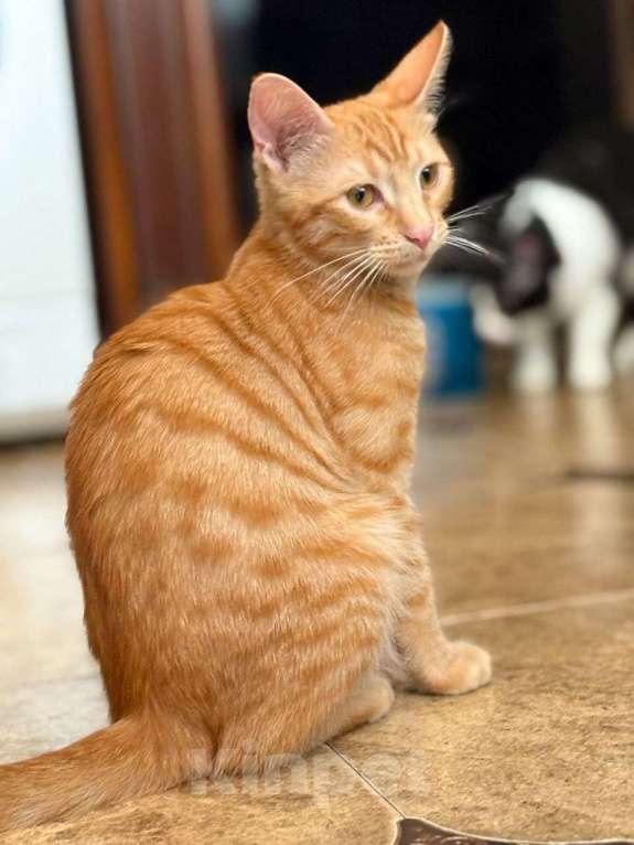 Кошки в Москве: Рыжий котенок ищет дом! Мальчик, Бесплатно - фото 2