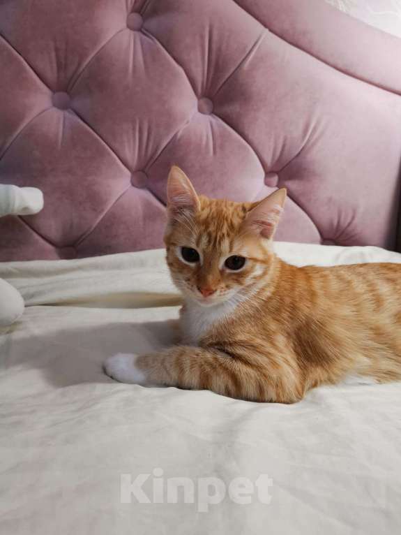 Кошки в Москве: Молоденькая рыжая Злата ищет дом! Девочка, Бесплатно - фото 5