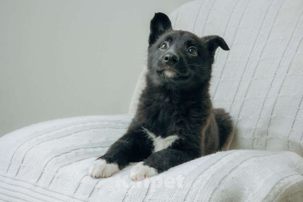 Собаки в Москве: Щенки-помет бесплатно в Москве Девочка, Бесплатно - фото 6