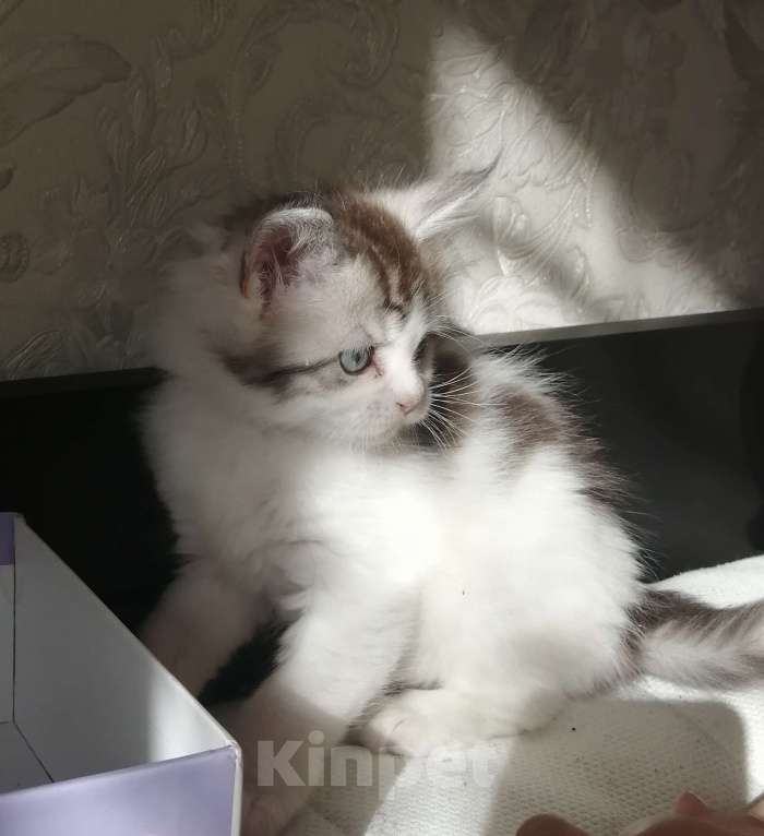 Кошки в Санкт-Петербурге: Котенок Мейн-Кун  Девочка, 10 000 руб. - фото 2
