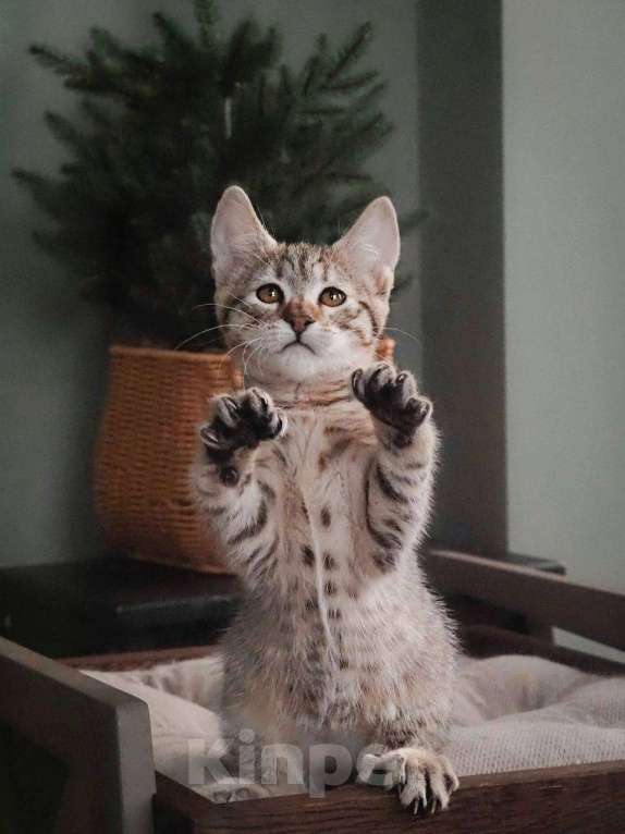 Кошки в Москве: Пиксибоб котята Мальчик, 50 000 руб. - фото 5