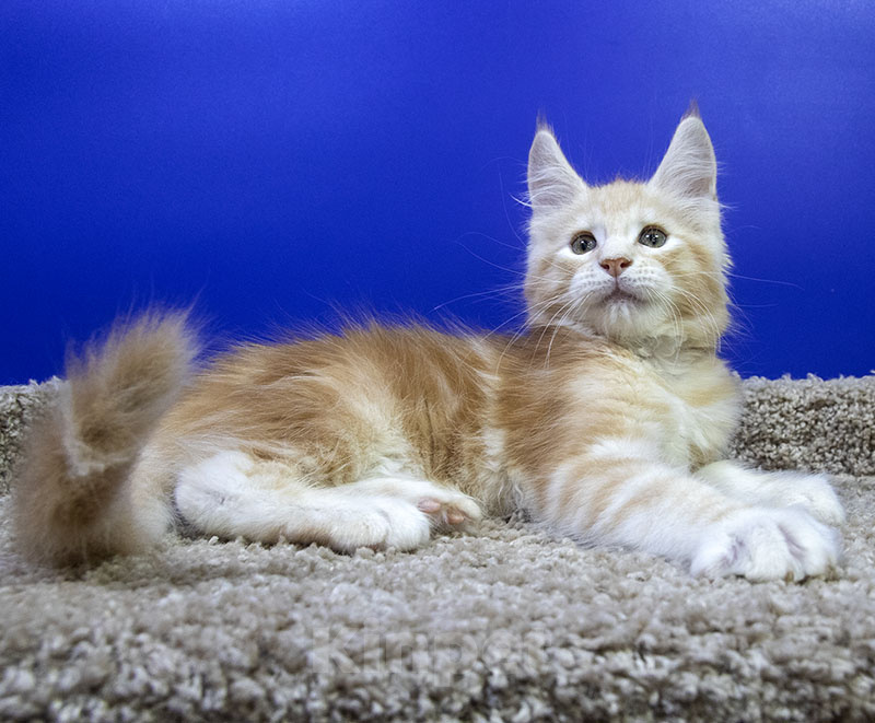 Кошки в Москве: Котенок Мейн Кун Мальчик, Бесплатно - фото 1