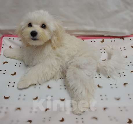 Собаки в Калининграде: Мальтипу Мальчик  Мальчик, 65 000 руб. - фото 2