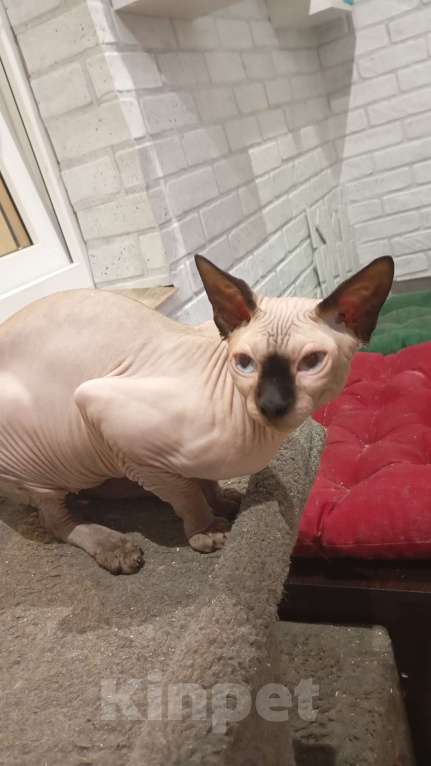 Кошки в Москве: Канадский сфинкс Мальчик, 10 000 руб. - фото 3