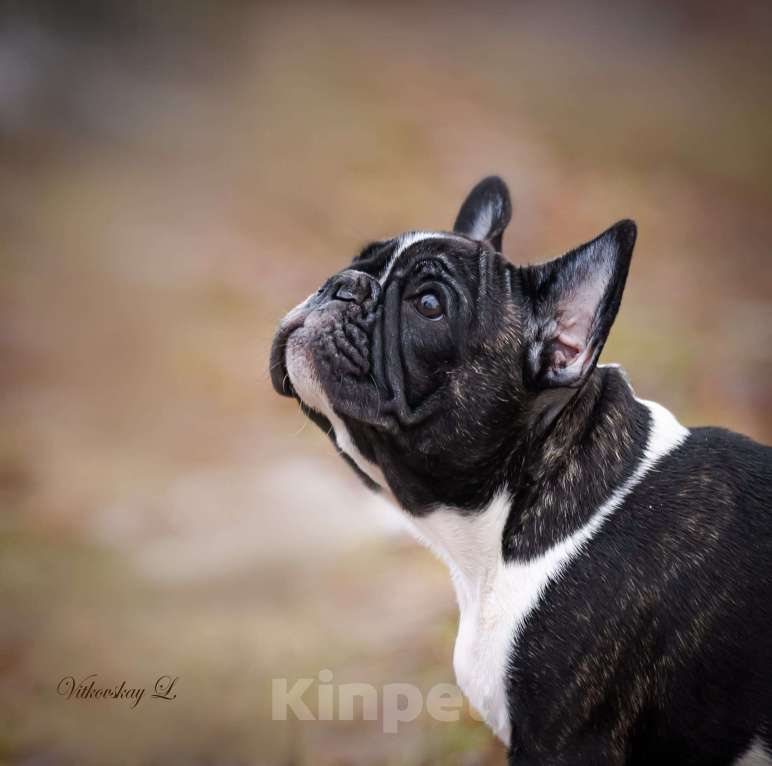 Собаки в Санкт-Петербурге: Милаха Девочка, Бесплатно - фото 4