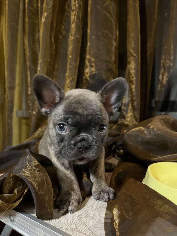 Собаки в Москве: Французский бульдог щенок Девочка, 35 000 руб. - фото 3