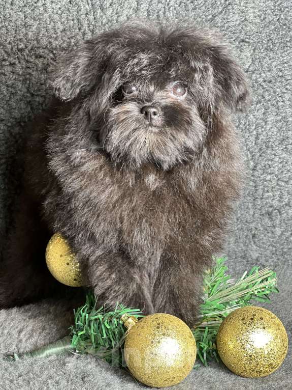 Собаки в Москве: Помапу девочка чёрная  Девочка, 50 000 руб. - фото 9