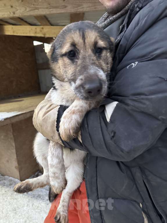 Собаки в Москве: Скромная Ефима ищет дом Девочка, Бесплатно - фото 3