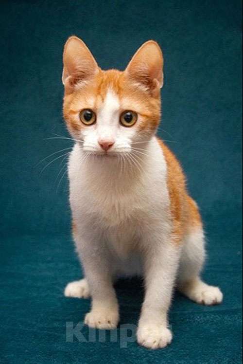 Кошки в Москве: Персиковое чудо Китти, милый, нежный котенок в добрые руки Девочка, 10 руб. - фото 9