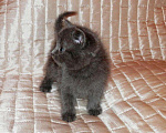 Кошки в Ливны: Русские голубые котята, с доставкой., Бесплатно - фото 2