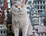 Кошки в Москве: Британский котик Мальчик, 20 000 руб. - фото 1