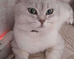 Кошки в Выксе: Шотландский кот вязка, 700 руб. - фото 2