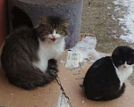 Кошки в Ливны: Наивная красавица Пуша ждет вас..., Бесплатно - фото 3