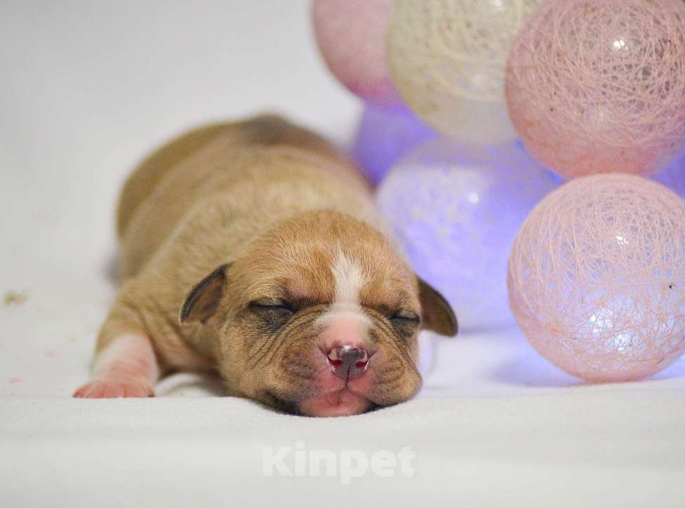 Собаки в Москве: Крупный парень амстафф Мальчик, 60 000 руб. - фото 1