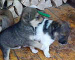 Собаки в Туле: ЩЕНКИ В ДОБРЫЕ РУКИ Девочка, 1 руб. - фото 3