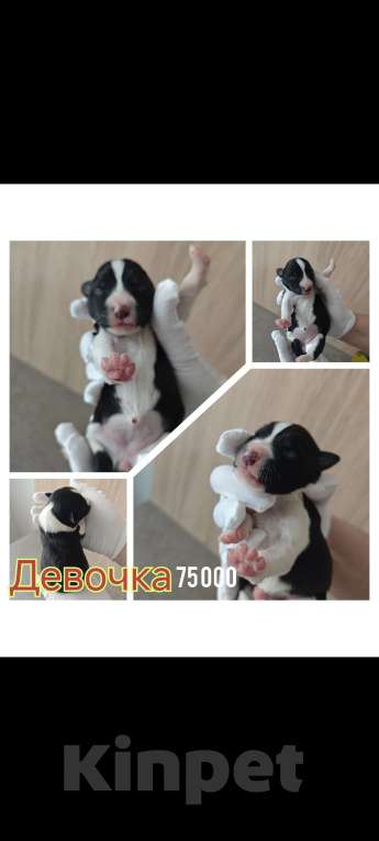 Собаки в Красногорске: Щенки Бордер Колли.РКФ Разнополые, 50 000 руб. - фото 3