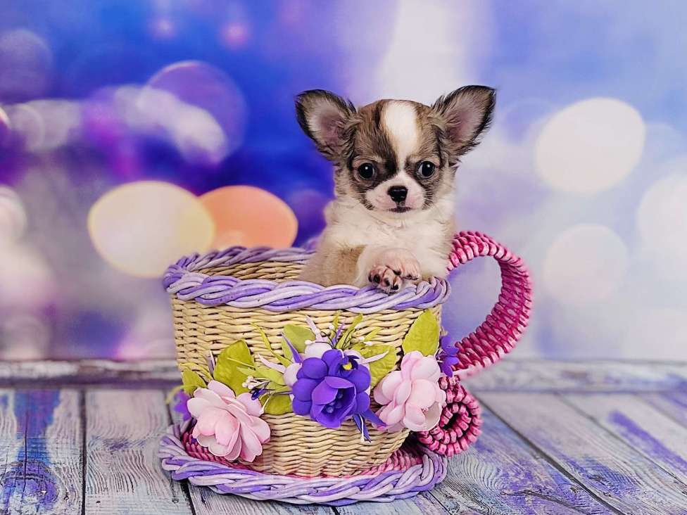 Собаки в Воронеже: Мальчик чихуахуа  Мальчик, 30 000 руб. - фото 3