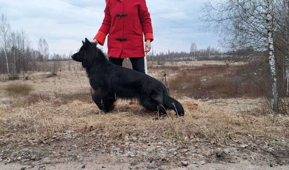 Собаки в Москве: Красотка.. Немка Девочка, 65 000 руб. - фото 1