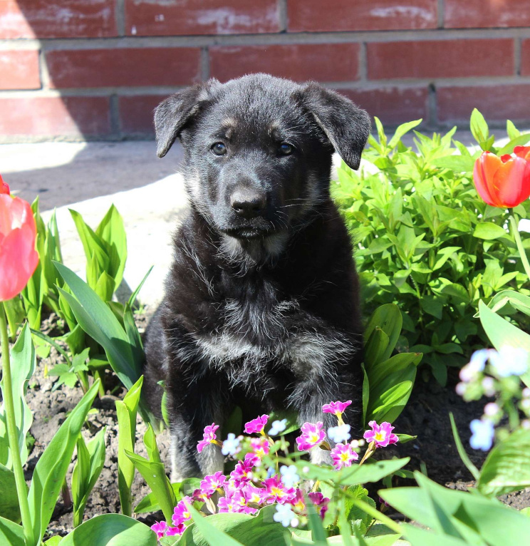 Собаки в Балашихе: Очень крупная ВЕО девочка Девочка, 50 000 руб. - фото 4