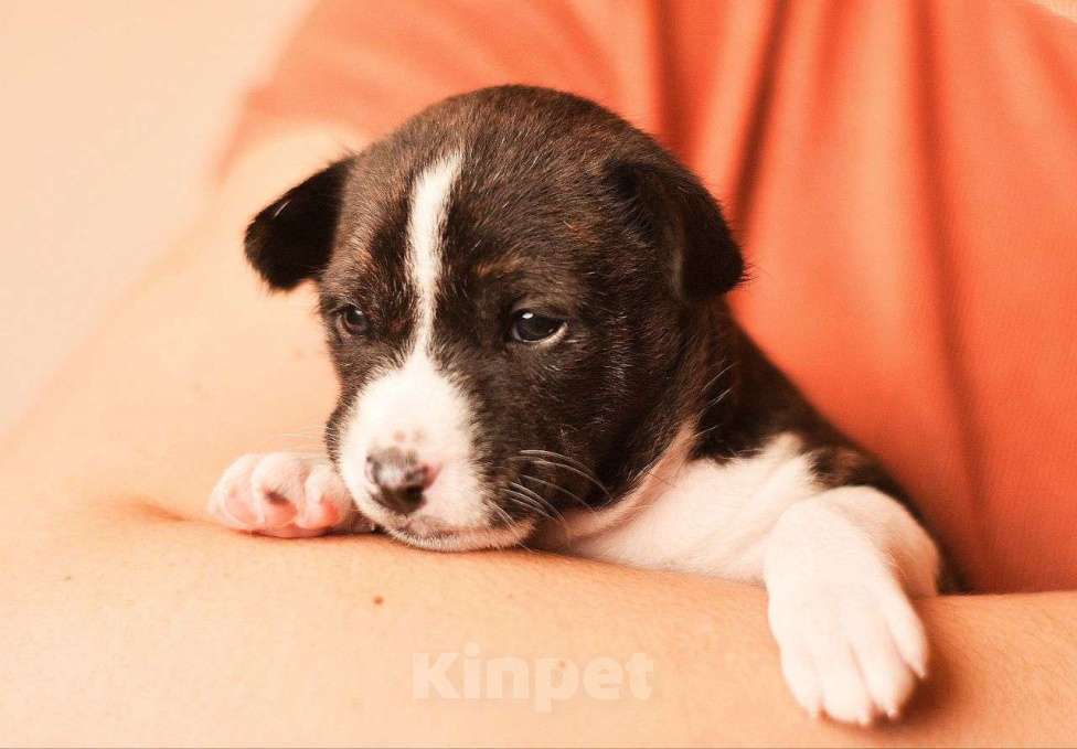 Собаки в Тольятти: Яркая тигровая девочка  Девочка, Бесплатно - фото 2