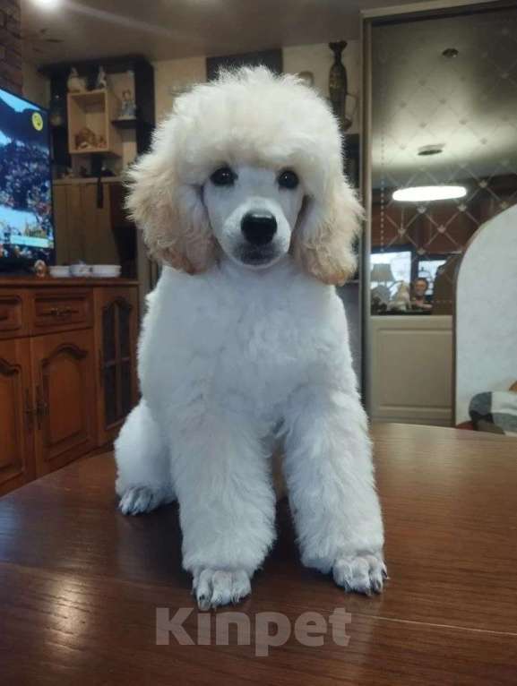 Собаки в Санкт-Петербурге: Щенки малого пуделя Мальчик, 80 000 руб. - фото 2