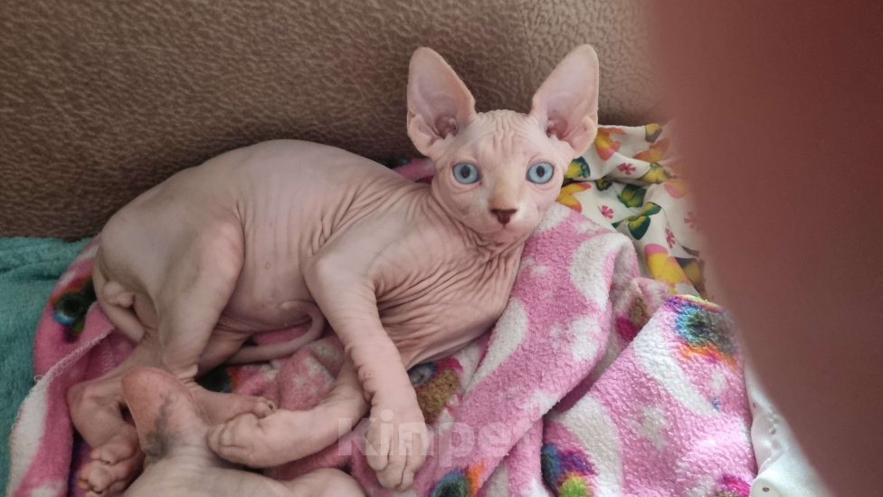 Кошки в Ростове-на-Дону: Канадский сфинкс котенок  Мальчик, 30 000 руб. - фото 2