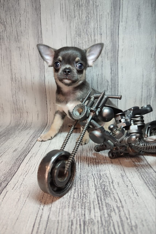 Собаки в Ейске: щенки Чихуахуа Мальчик, Бесплатно - фото 2