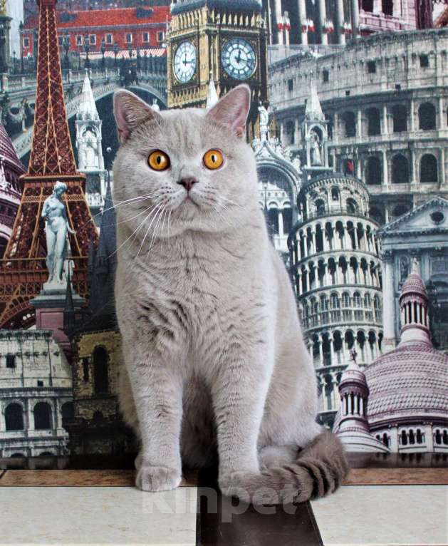 Кошки в Москве: Британский котик Мальчик, 20 000 руб. - фото 1