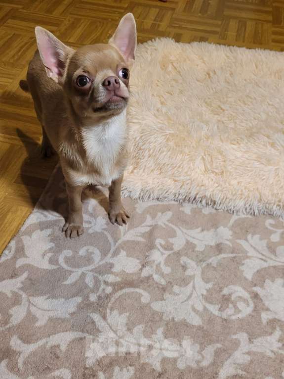 Собаки в Москве: Чихуахуа лиловая девочка Девочка, Бесплатно - фото 2