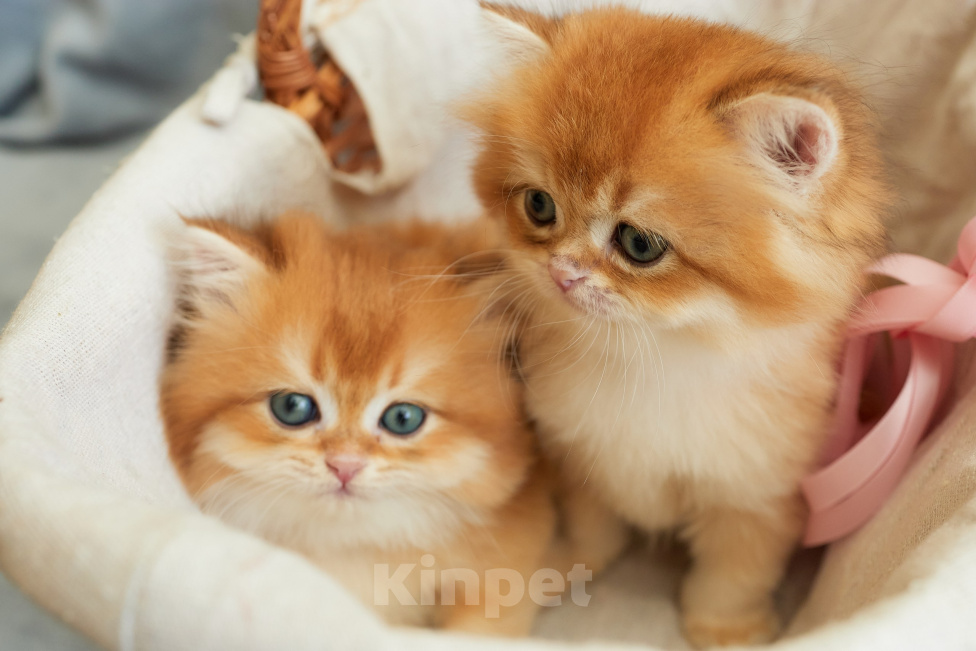 Кошки в Челябинске: Британский котенок Мальчик, Бесплатно - фото 6