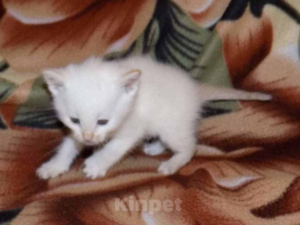 Кошки в Москве: Голубоглазые тайские котята Мальчик, 10 000 руб. - фото 2