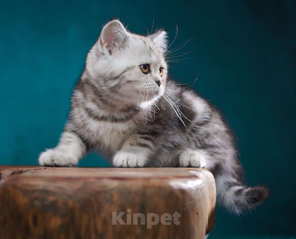 Кошки в Барнауле: Кошечка - страйт Тринити🧡 Девочка, Бесплатно - фото 5