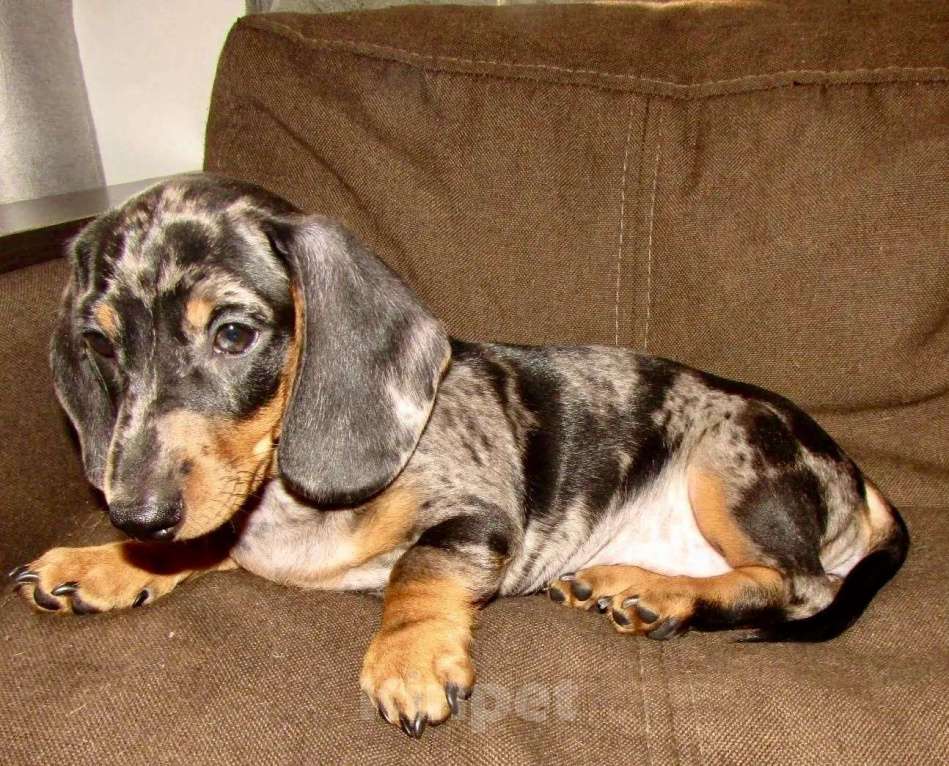 Собаки в Москве: Две сестрички Девочка, 50 000 руб. - фото 4