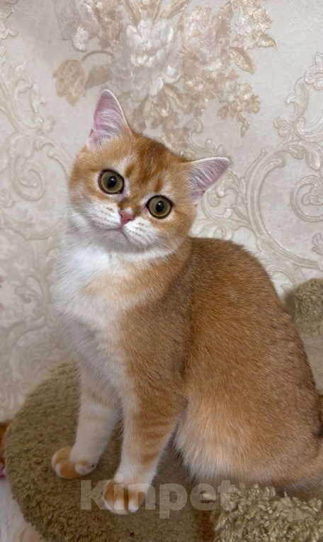 Кошки в Москве: Эсмеральда Девочка, 25 000 руб. - фото 3