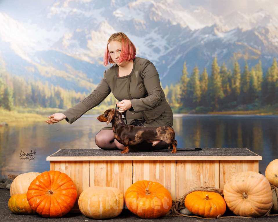 Собаки в Москве: Миниатюрный коричнево-мраморный кобель  Мальчик, 20 000 руб. - фото 3