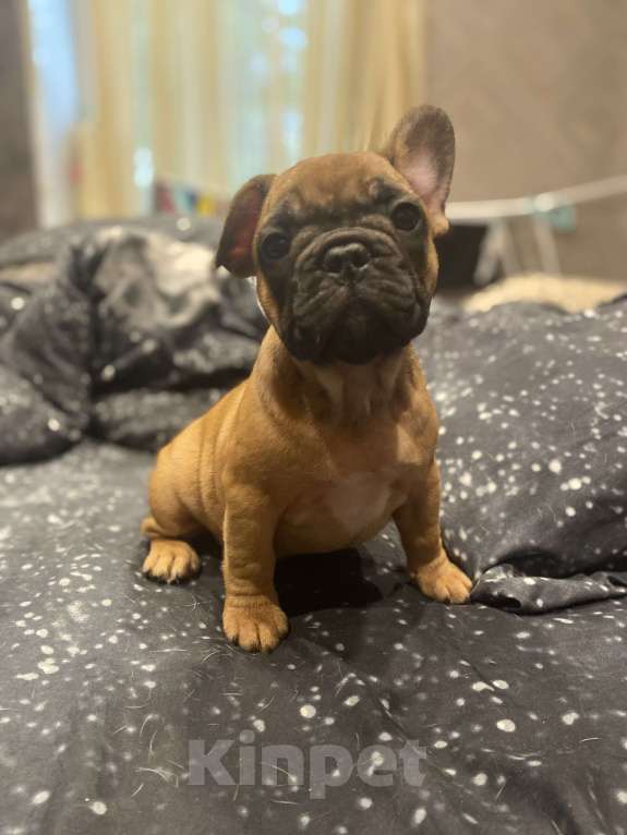 Собаки в Нижнем Новгороде: Щенок французский бульдог  Мальчик, 30 000 руб. - фото 7