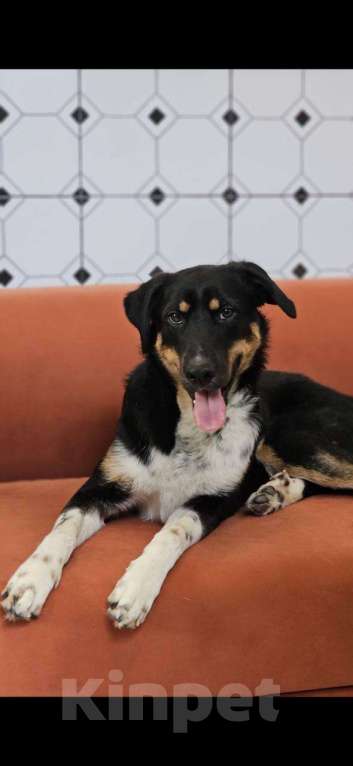 Собаки в Солнечногорске: Отдам в добрые руки Мальчик, Бесплатно - фото 1