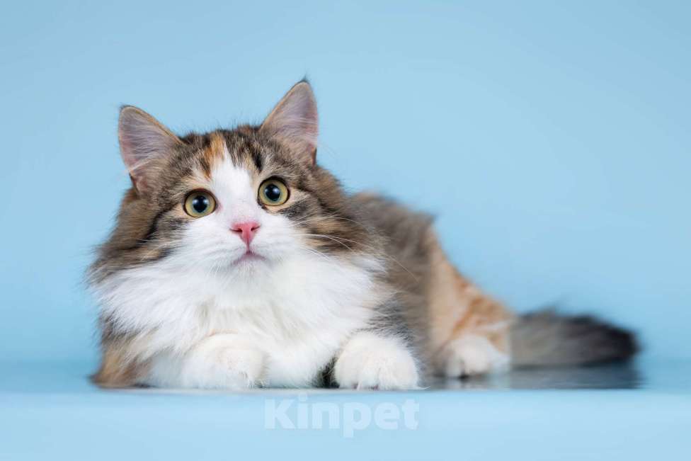 Кошки в Москве: Мия в поисках дома Девочка, Бесплатно - фото 2