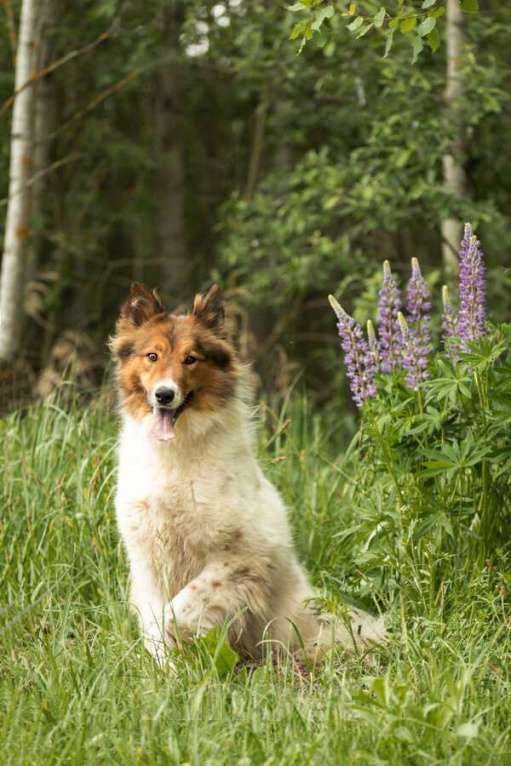 Собаки в Москве: Леся, Лисичка, девочка, 2 года, путешественница и умница! Девочка, Бесплатно - фото 6